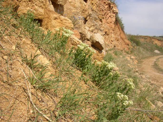 Lepidium draba