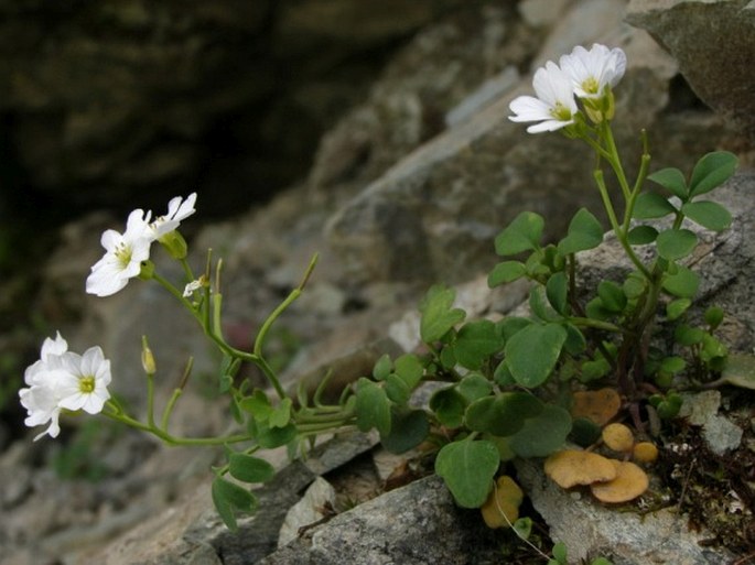 Cardamine glauca