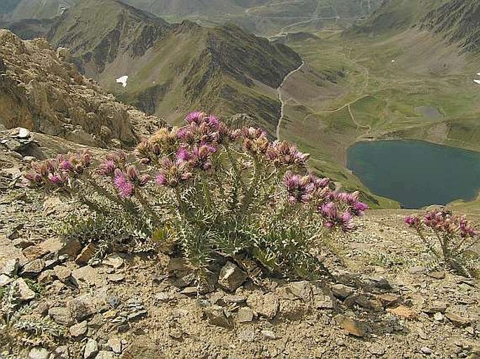 Carduus carlinoides