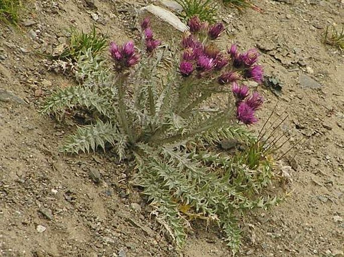 Carduus carlinoides