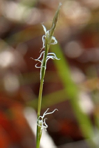 Carex alba