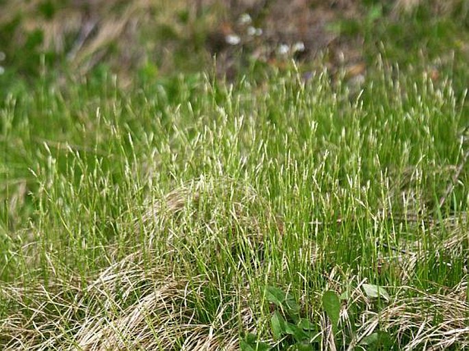 Carex alba