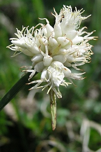Carex baldensis
