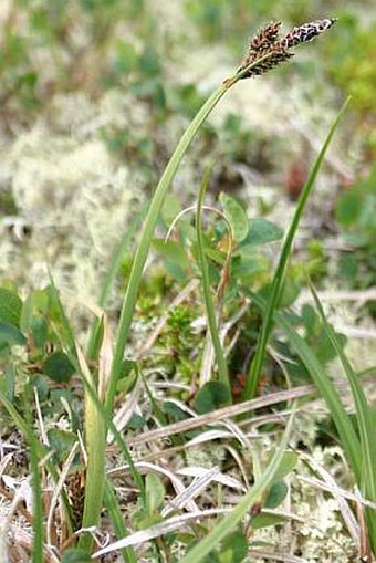 Carex bigelowii subsp. rigida