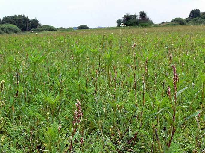 Carex bohemica