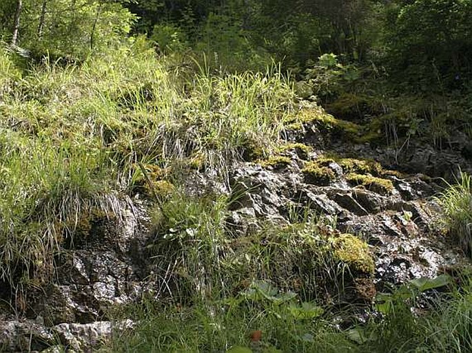 Carex brachystachys