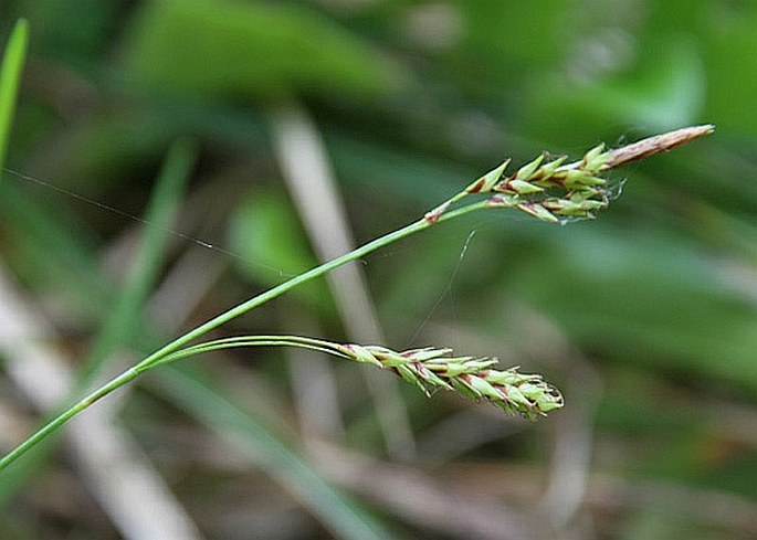 Carex brachystachys