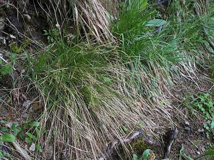 Carex brachystachys