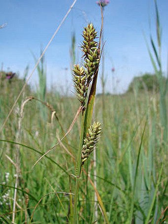 Carex buxbaumii