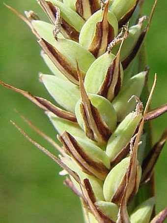 Carex buxbaumii