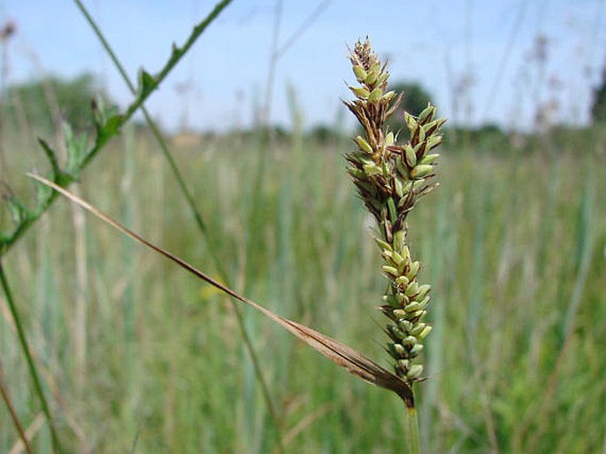 Carex buxbaumii