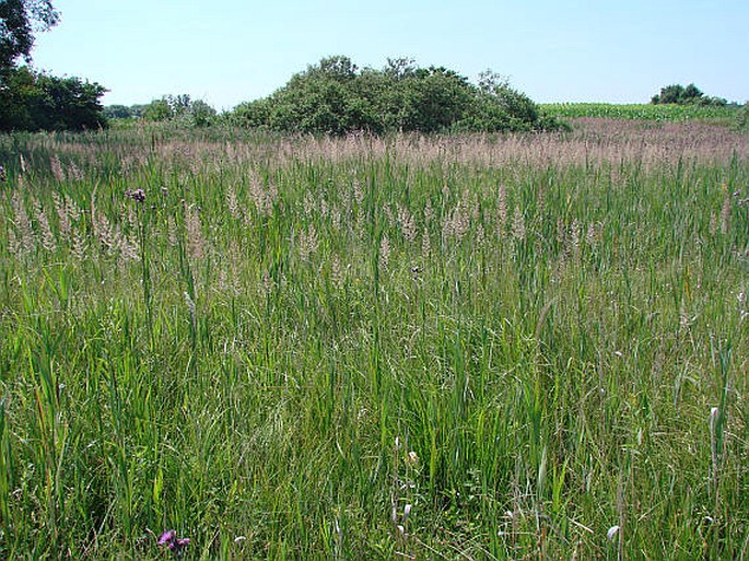 Carex buxbaumii