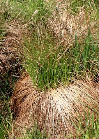 Carex cespitosa