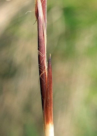 Carex cespitosa