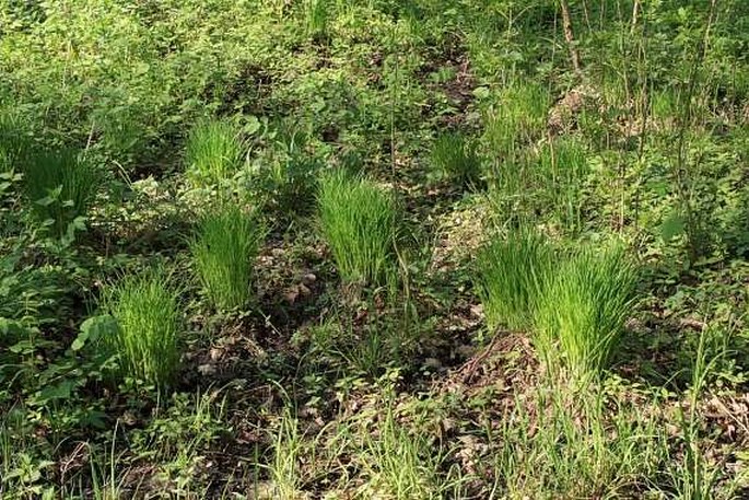 Carex cespitosa