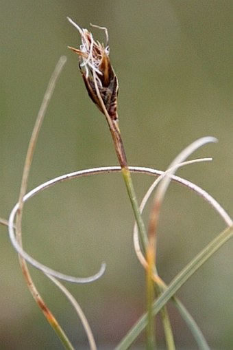 Carex curvula