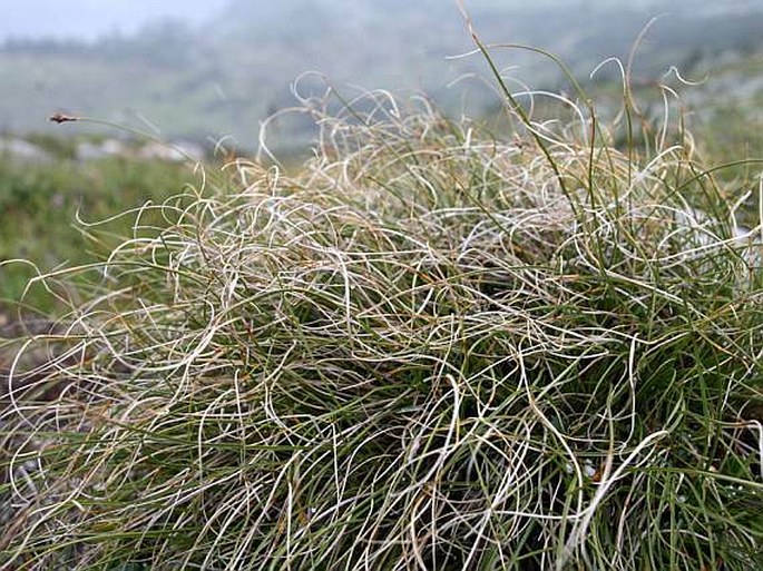 Carex curvula