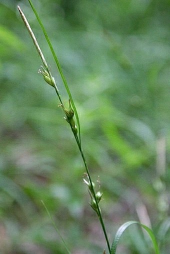 Carex depauperata