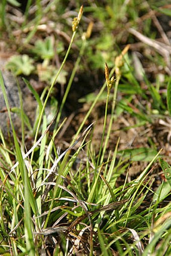 Carex depressa subsp. transsilvanica