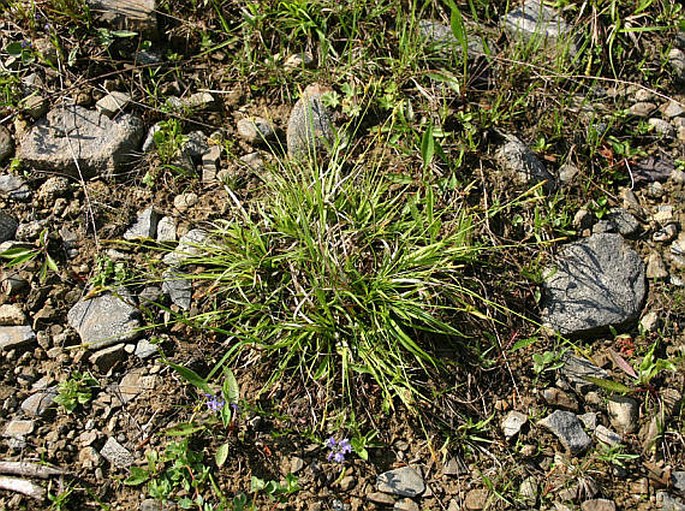 Carex depressa subsp. transsilvanica