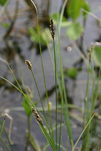 Carex diandra