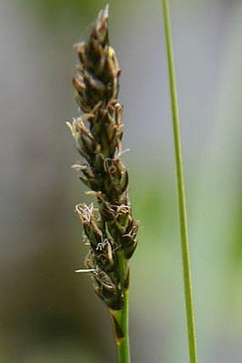 Carex diandra