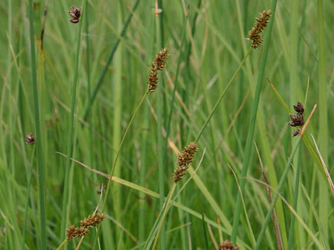 Carex diandra