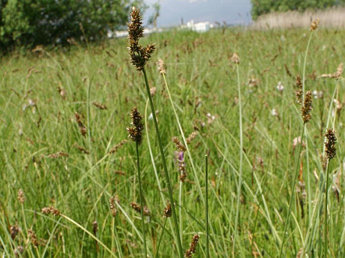 Carex diandra