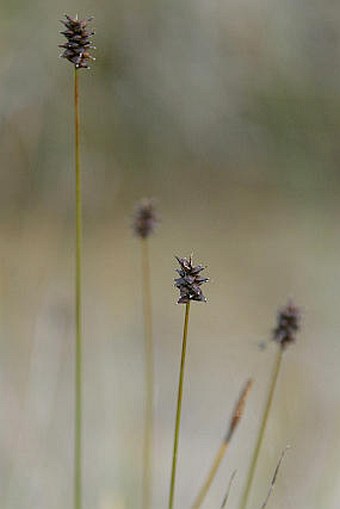 Carex dioica