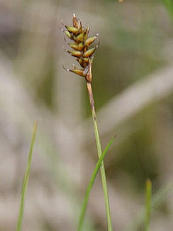 Carex dioica