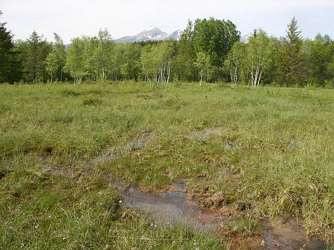 Carex dioica