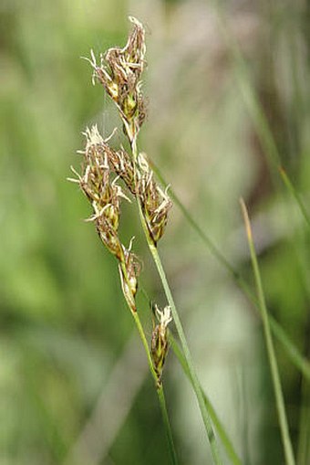 Carex divisa