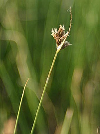 Carex divisa