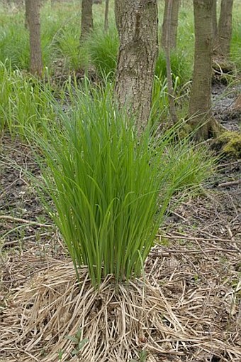 Carex elata