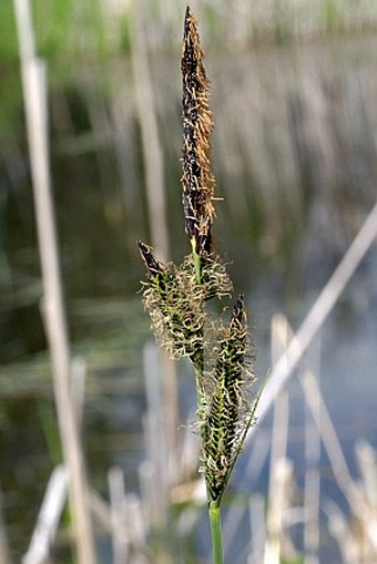 Carex elata