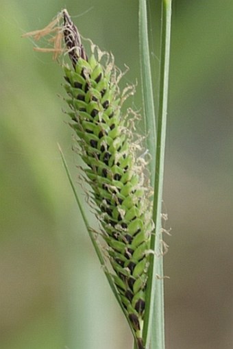 Carex elata