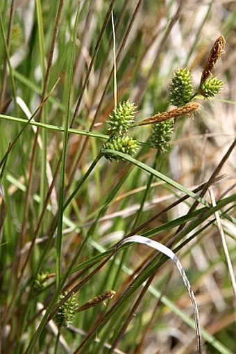 Carex extensa