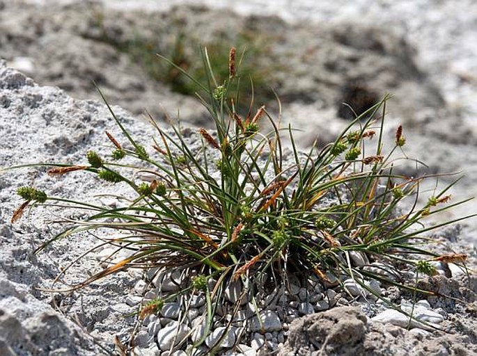 Carex extensa