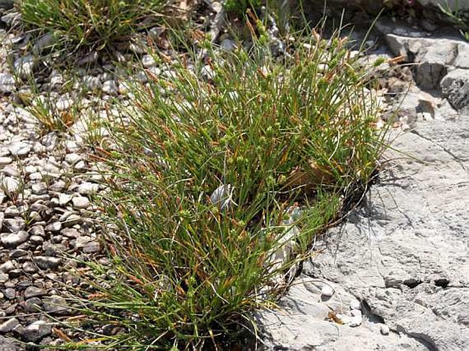 Carex extensa