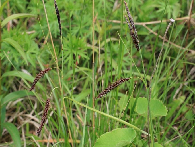 Carex flacca