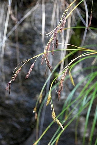 Carex frigida