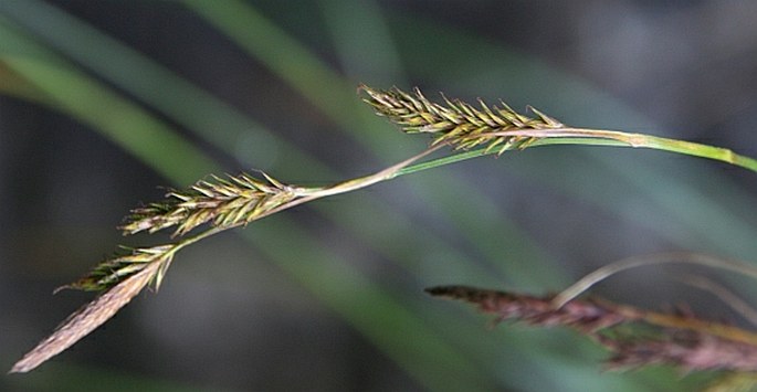 Carex frigida