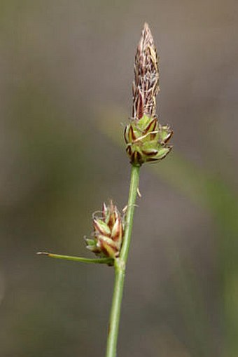 Carex fritschii