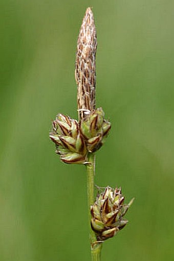 Carex fritschii