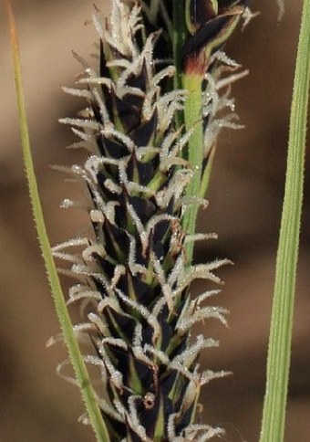 Carex hartmanii