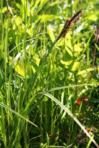 Carex hirta