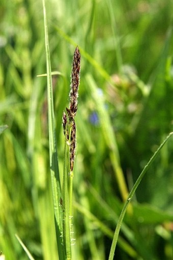 Carex hirta