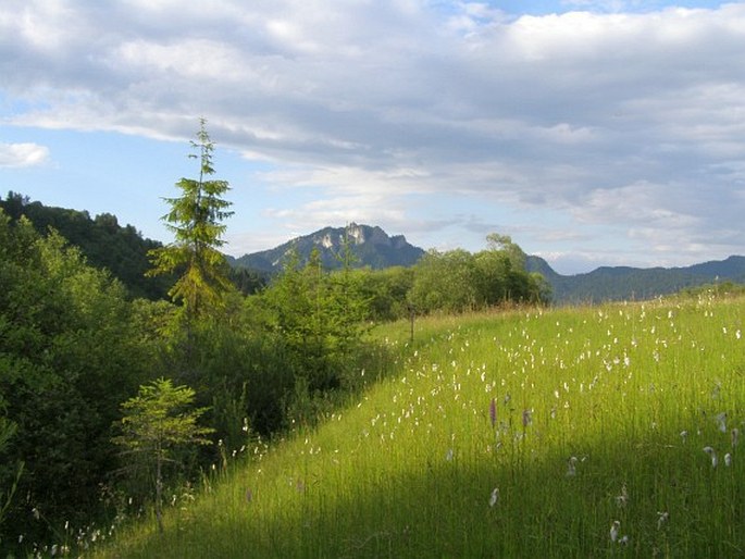 Carex hirta