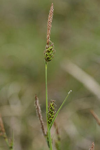 Carex hostiana