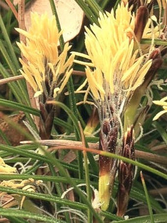 Carex humilis